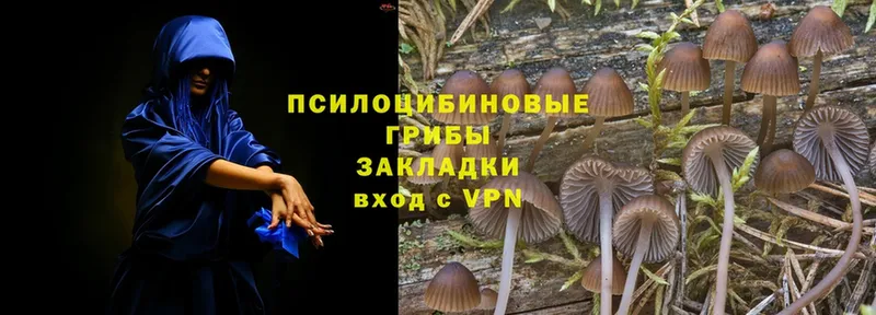 Галлюциногенные грибы Psilocybe  Невельск 